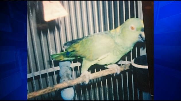 7 birds stolen from Miami home