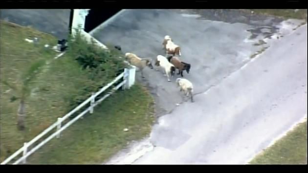 Miniature horses home safe after escaping to Turnpike