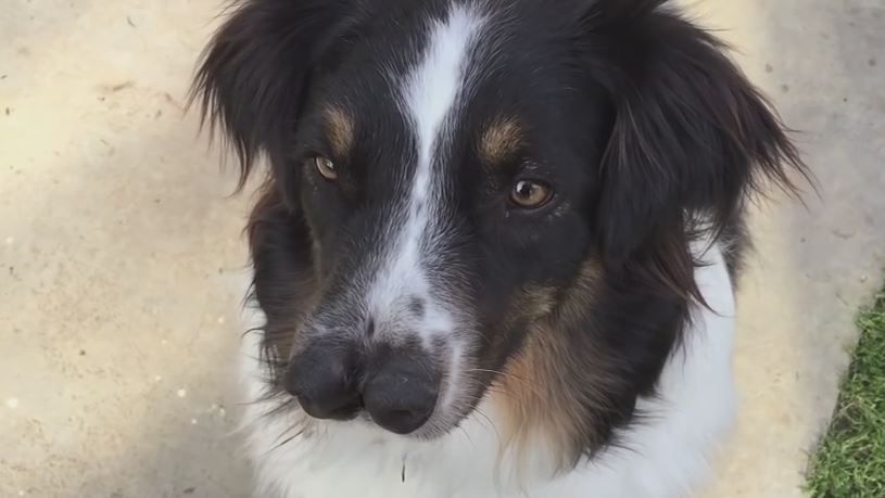 Two-nosed dog gets adopted after video goes viral