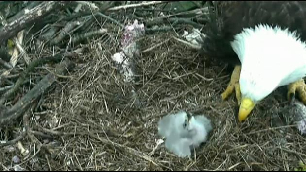 DC bald eaglet emerges from shell at National Arboretum