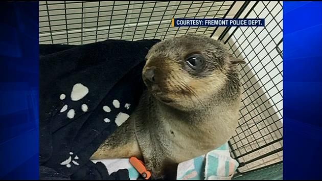 Baby seal found 4 miles from water in San Francisco Bay Area