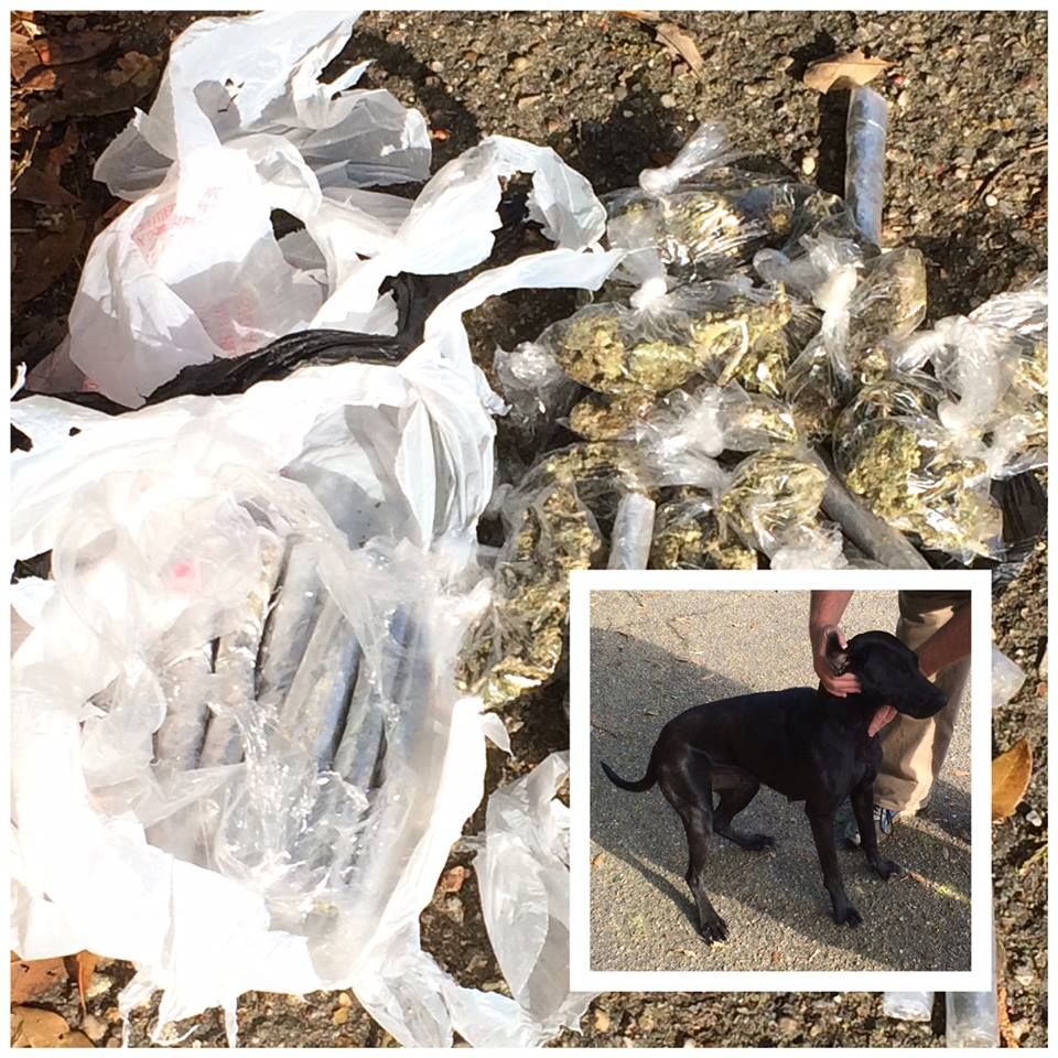 Dog comes home with surprise for family: Bag of marijuana
