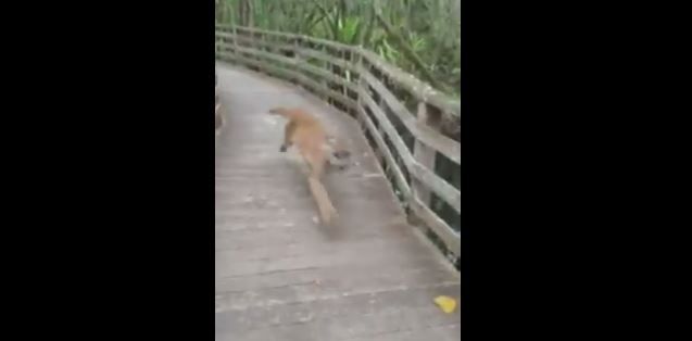 Woman witnesses rare encounter of Florida Panther during nature walk