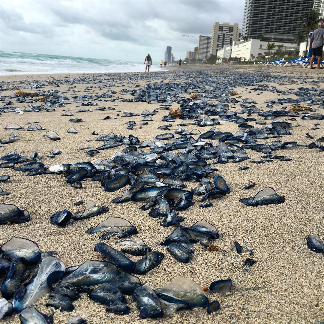 Hundreds of jellyfish invade Hallandale Beach