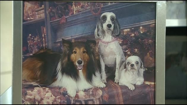 3 dogs die after allegedly left inside groomer's hot car