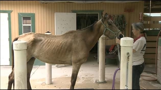 Horses found abandoned, malnourished recovering amid investigation