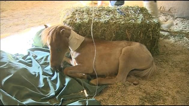 Blind baby pony rescued in SW Miami-Dade