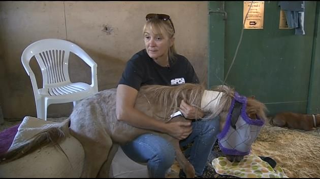 Blind pony rescued in SW Miami-Dade recovering