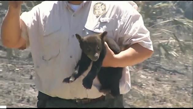 Bear cub rescued from Central Florida brush fire