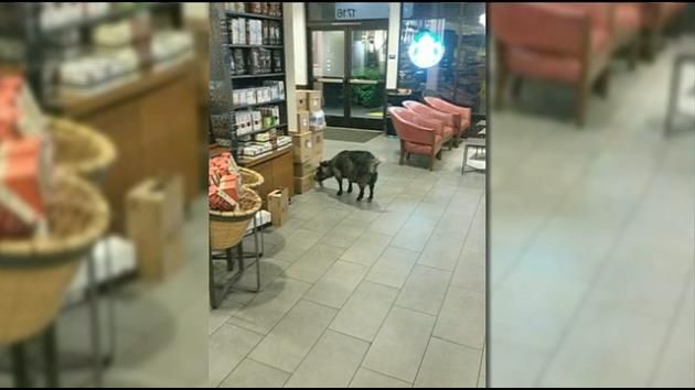 Goat breaks free, goes on Starbucks run in California