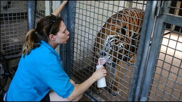 Report: Zoo keeper killed by tiger violated safety rules