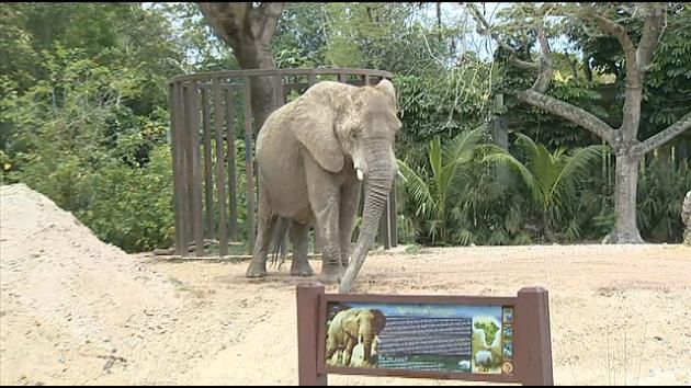 Zoo Miami welcomes two new African elephants