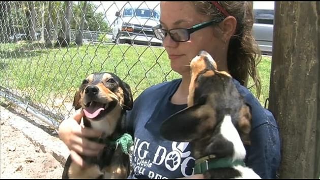 Miami-Dade Ocean Rescue first in Florida for Pet CPR