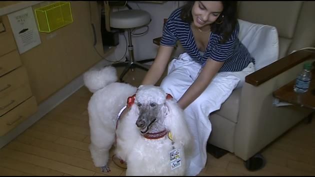 Hospital therapy dog diagnosed with terminal cancer