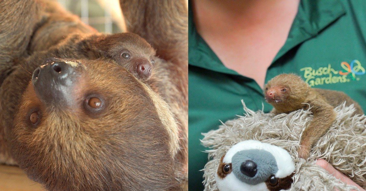 Adorable baby sloths born at Busch Gardens