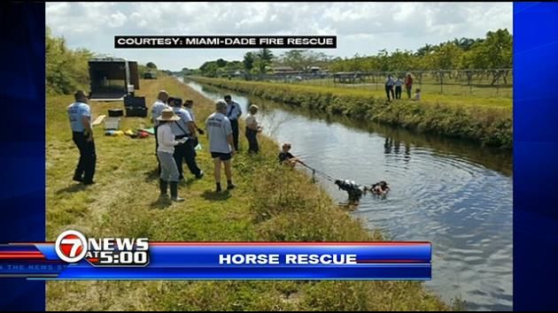 Horse in distress pulled from SW Miami-Dade canal