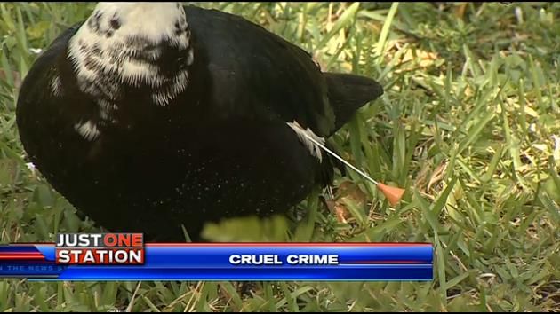 Trappers return to rescue more ducks shot with darts