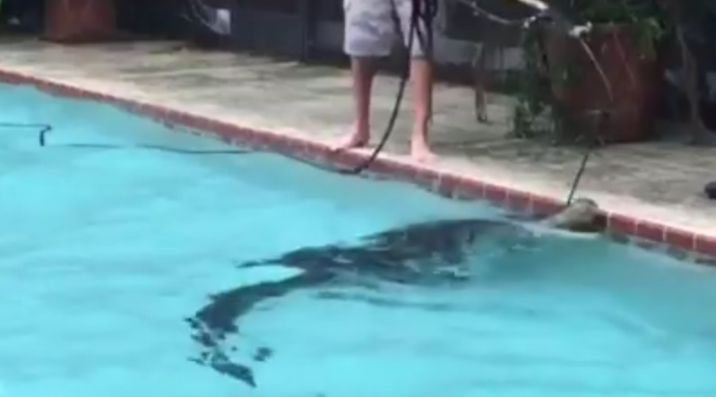 9-foot gator takes a swim at Florida woman's pool