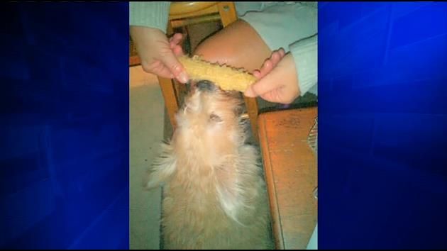 Dogs maul 2 people, kill small dog in Hollywood