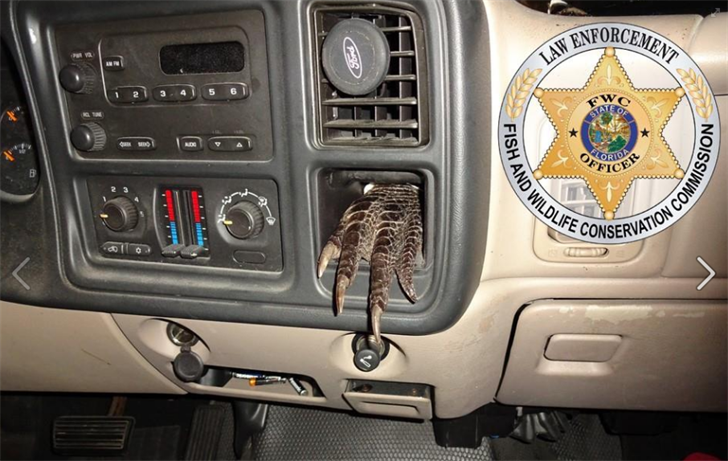 FWC pulls over man who was driving with gator parts in truck