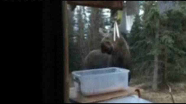 A wild tune: Alaska moose harmonizes with home's wind chimes