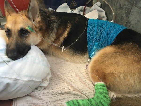 Hero dog saves 7-year-old owner from rattlesnake