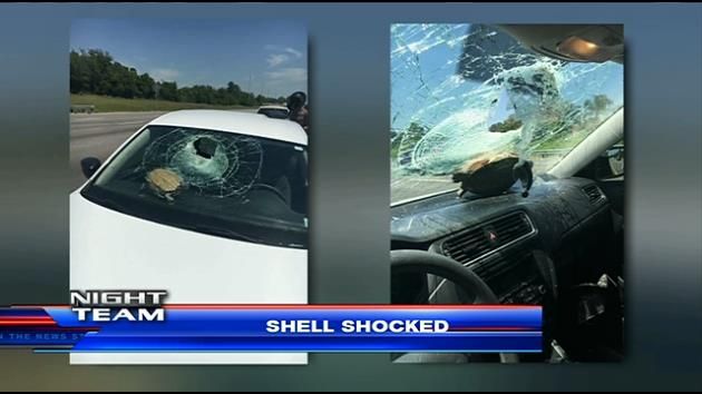 Shell Shock: Turtle survives smashing through windshield