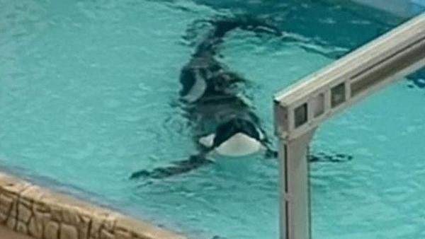 SeaWorld laying off more than 300 workers