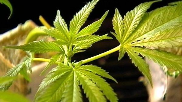 Florida tribes are reviewing new US policy on marijuana