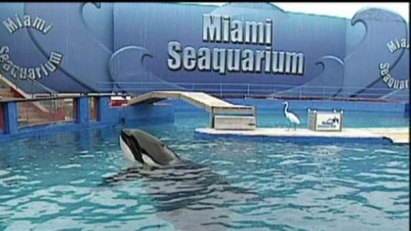 Lawsuit: captive Miami orca violates Endangered Species Act