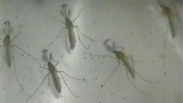 Tips on how to protect yourself from Zika virus