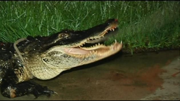 Roaming gator tries to ring doorbell of South Carolina home
