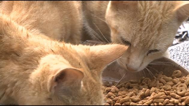California woman gives up home to care for thousands of cats