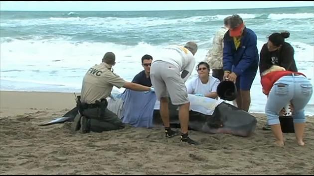 In Florida, beached baby sperm whale euthanized