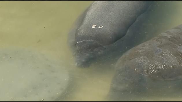 Manatees flock to 72-degree springs to escape cold