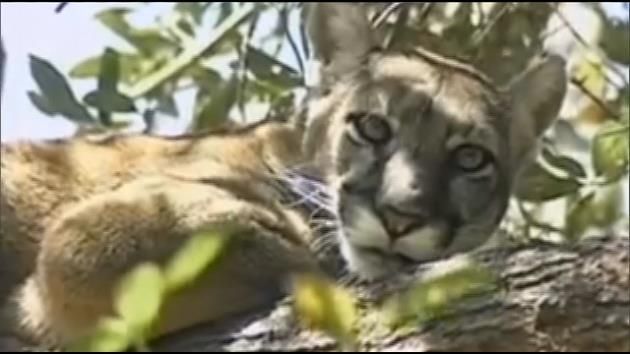 Record number of Florida panthers died in 2015