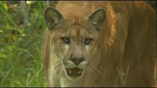 $5M fence project to protect panthers on Alligator Alley