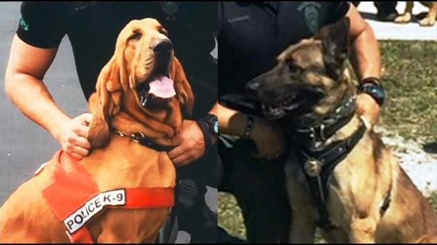 No criminal charges against officer who left K-9s in SUV