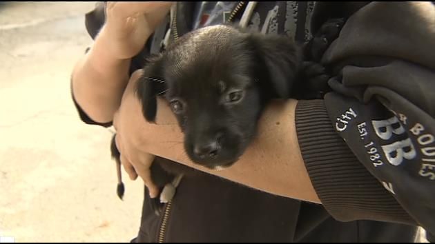 Firefighters rescue puppy from Miami drain