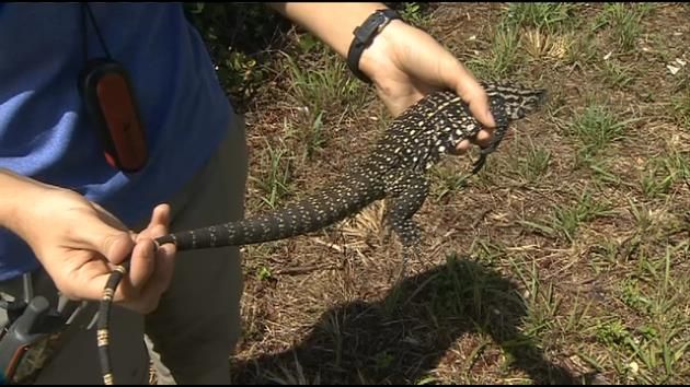 Invasive lizard species disrupting Everglades' ecosystem
