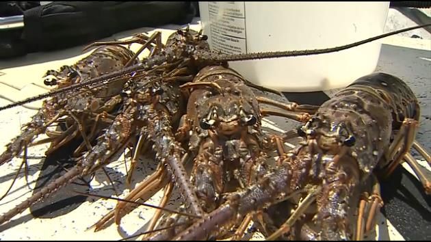 Officials prep for annual lobster mini-season