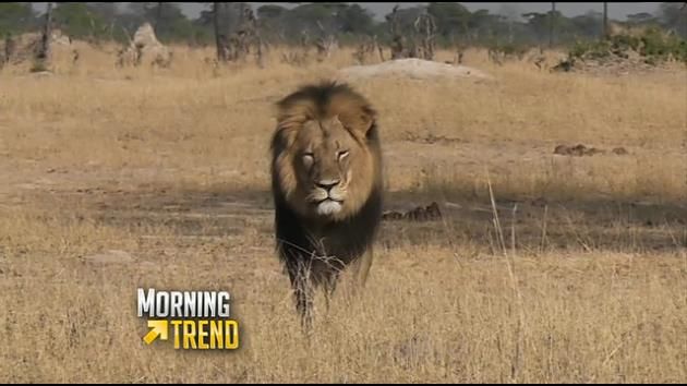 Researcher in Zimbabwe doubts report of 2nd lion killing