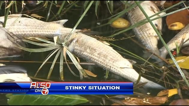 Hundreds of dead fish found in NE Miami-Dade lake