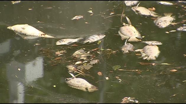 Dead fish in Coral Gables-area canal, NE Miami-Dade lake