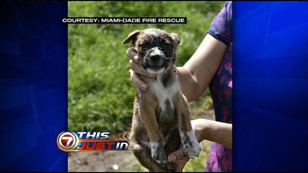 MDFR crews rescue pup trapped in stack of poles