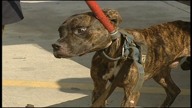 Katrina Pets: Lessons learned 10 years after animals left behind