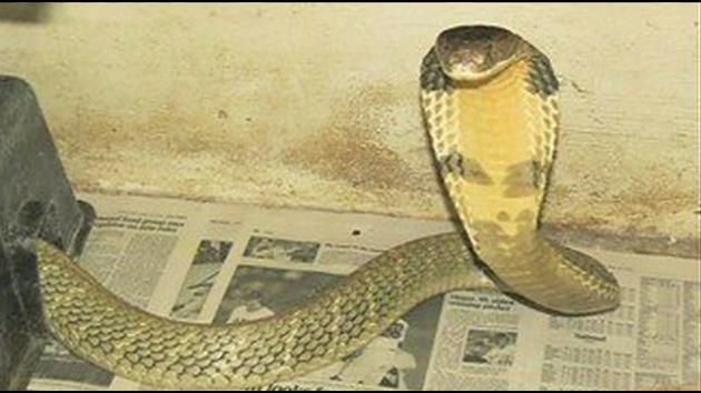 Officials: King cobra on the loose, escaped home in Orlando