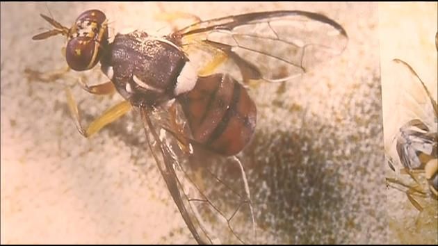 Fruit fly numbers decline after elimination efforts