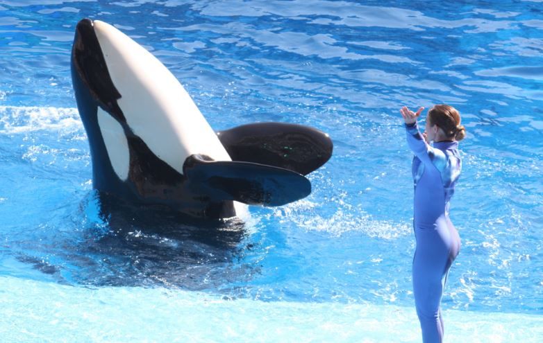 SeaWorld acknowledges planting worker in animal rights group