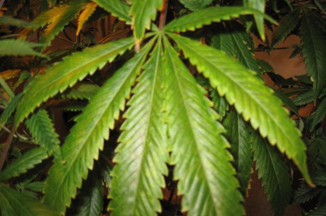 Marijuana study: Number of Americans toking up doubles in 10 years